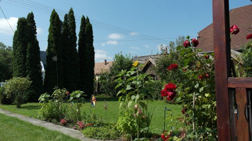 garden summer flowers