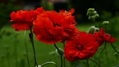 garden  red  poppy
