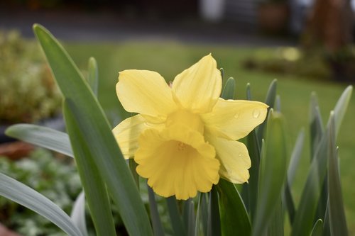 garden  daffodil  spring