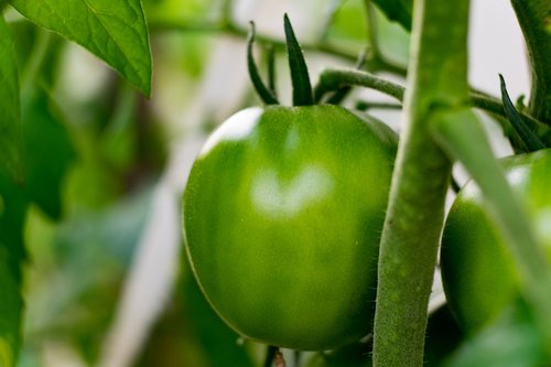 garden  tomato  green