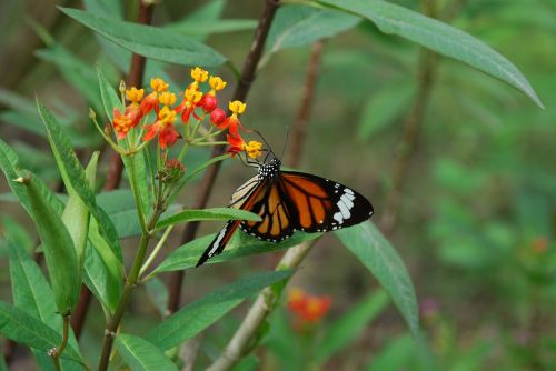 garden butterfly insect