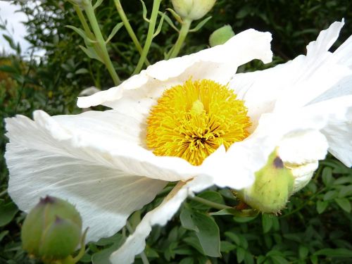 garden blossom bloom