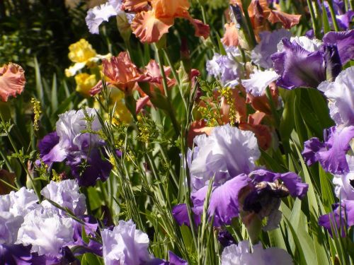 garden irises nature