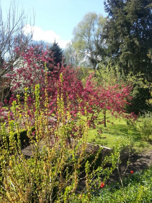 garden nature bush