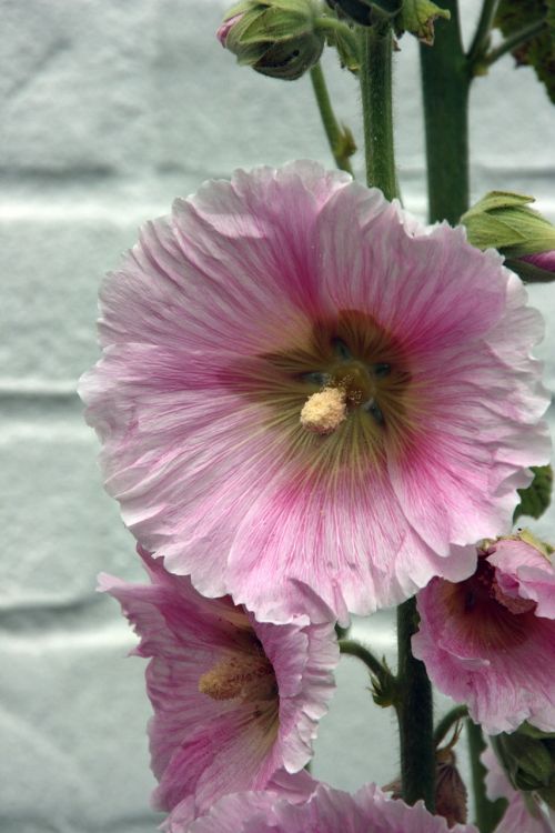 garden hollyhock flower