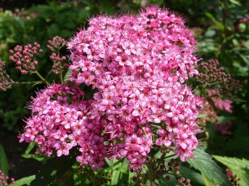 garden bush umbel