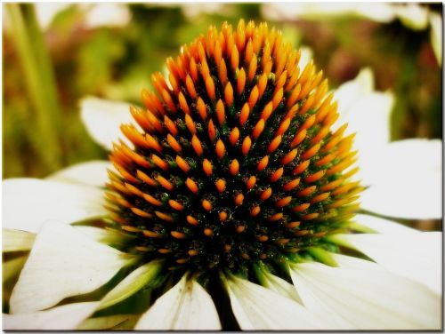 garden flower summer