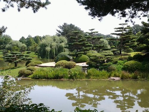 garden japanese greenery