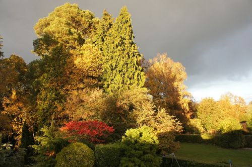 garden sun trees