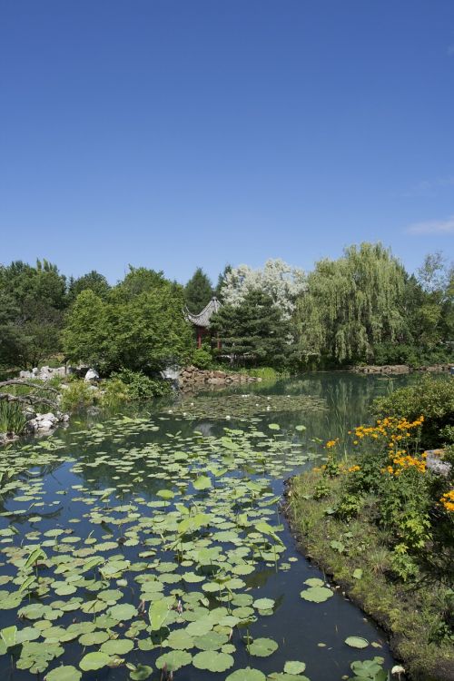 garden lake lotus