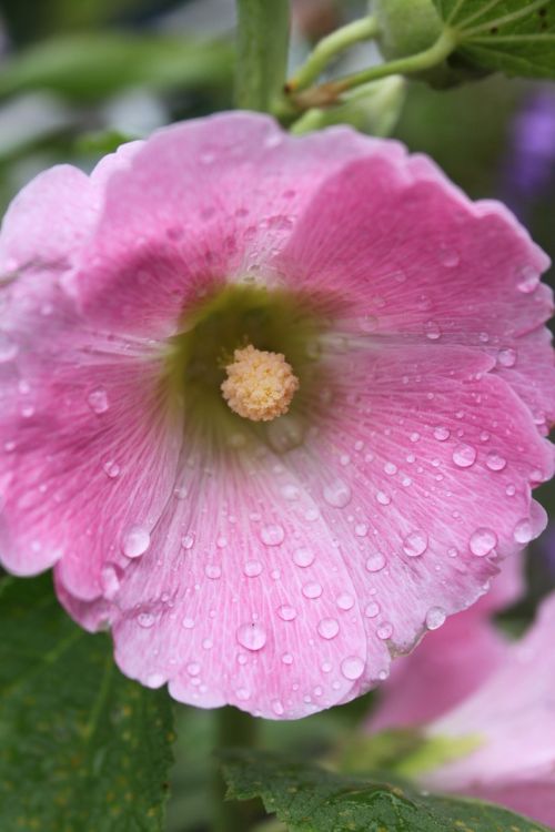 garden close up pink hollyhock