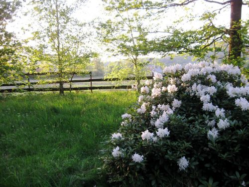 garden bush white flowers