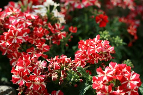 garden flowers summer