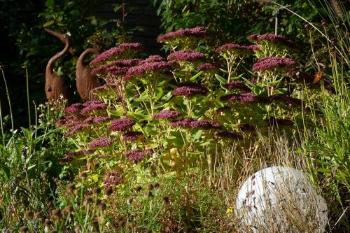 garden autumn plant