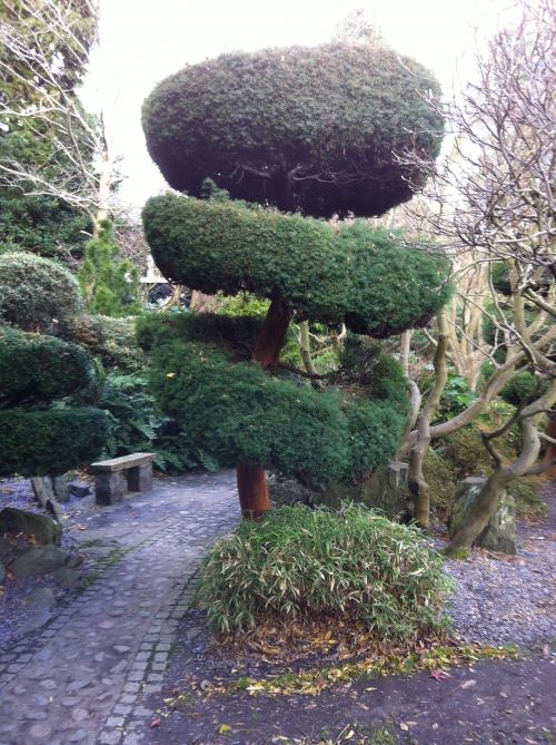 garden topiary hedge