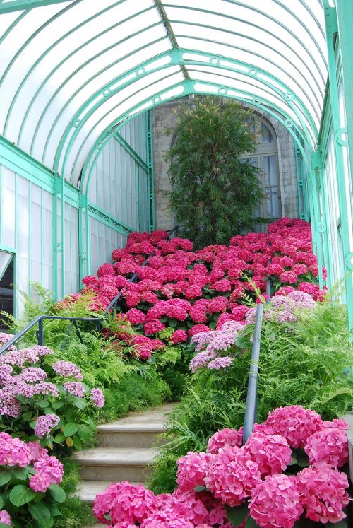 garden rosa turquoise