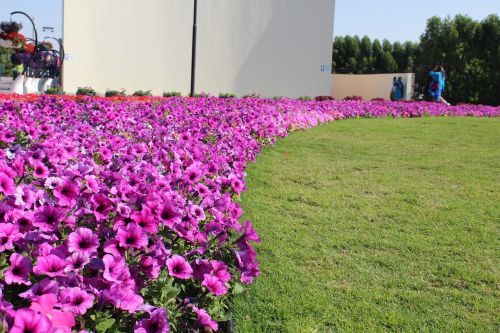 garden flowers grass