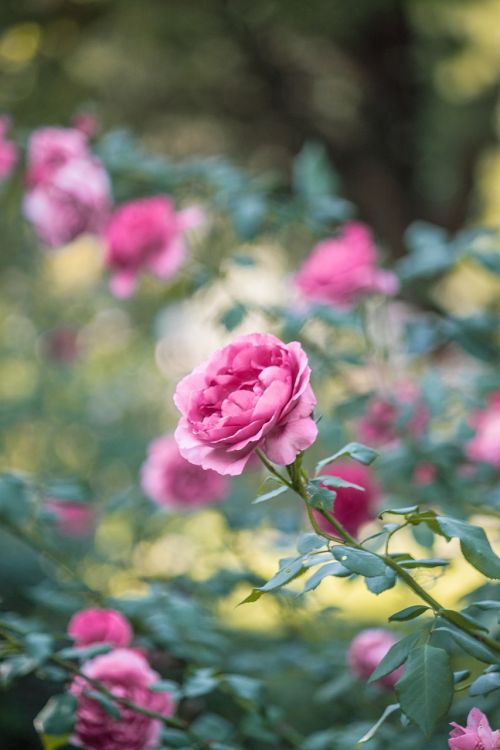 garden pink roses