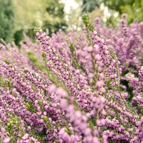 garden pink flowers