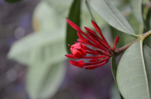 garden red flowers