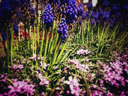 garden spring flowers