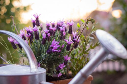 garden watering can lavender