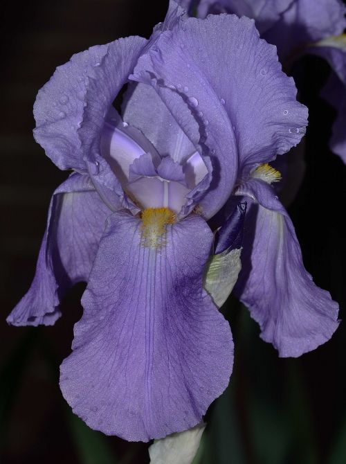 garden flowers iris