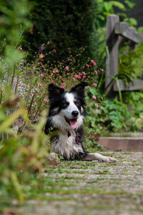 garden border collie british sheepdog