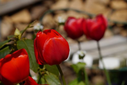 garden flower tulip