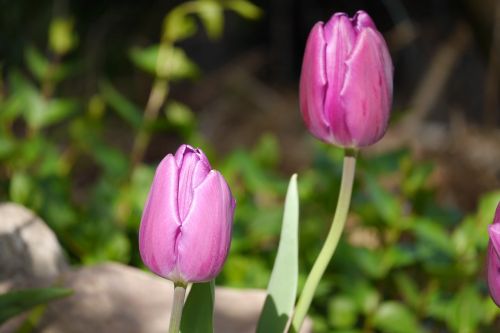 garden flower tulip