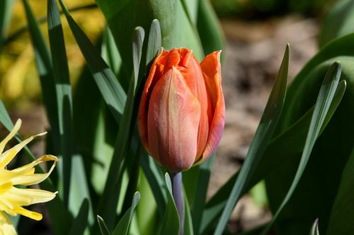 garden spring flower