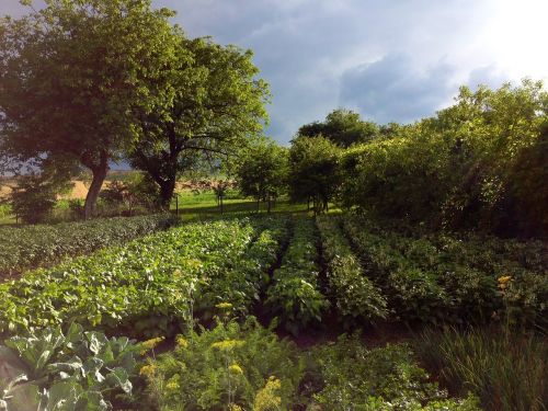 garden landscape nature