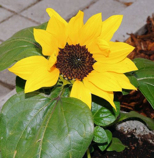 garden sidewalk sun flower
