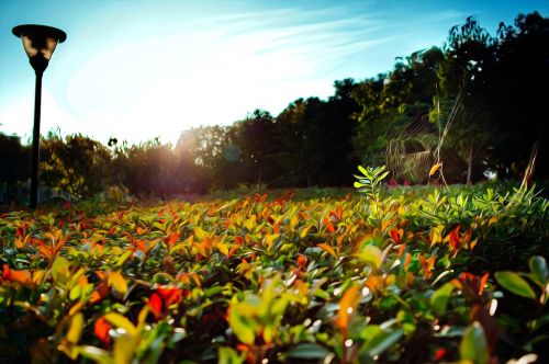 garden the scenery fresh