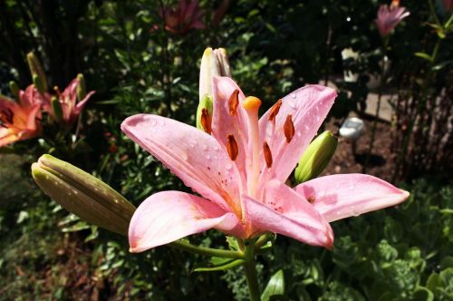 garden lily flower