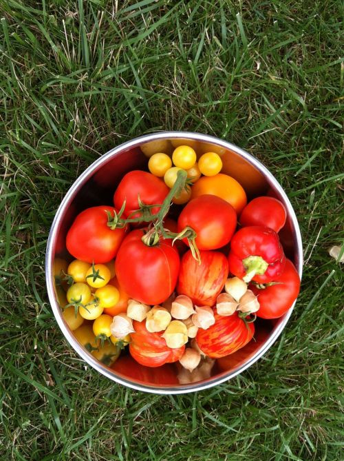garden vegetables tomato
