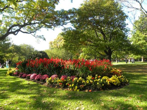 garden flowers landscape