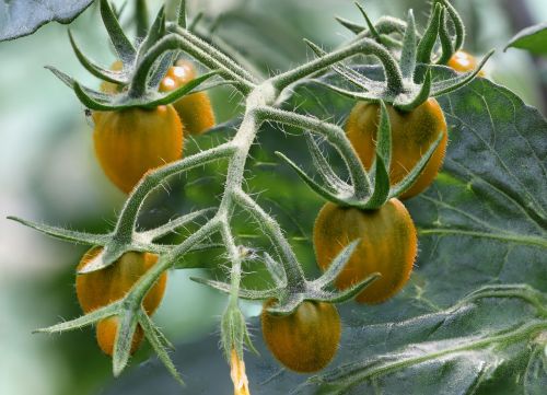 garden tomatoes vegetables