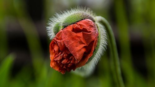 garden poppy blossom