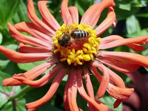 summer flower bee pollen