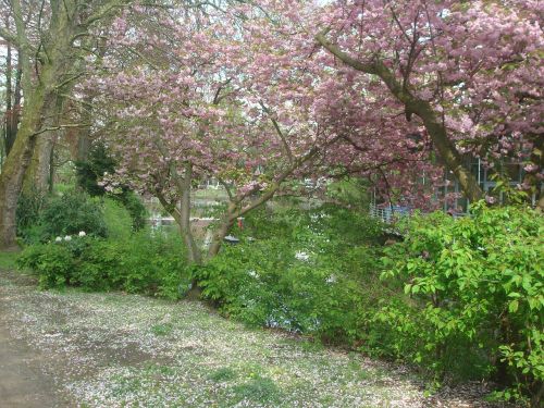 garden summer germany