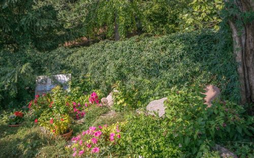 garden flowers rocks