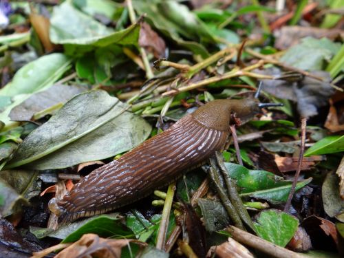 garden slug snail