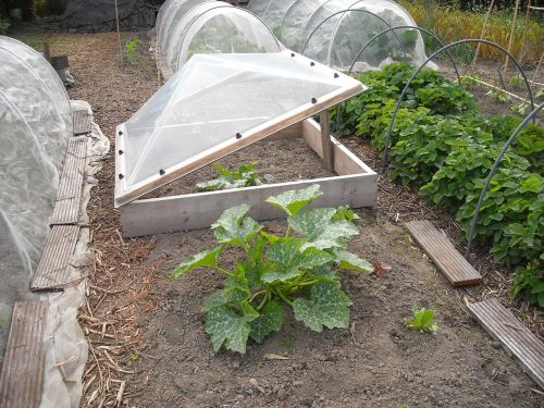 garden vegetables gardening