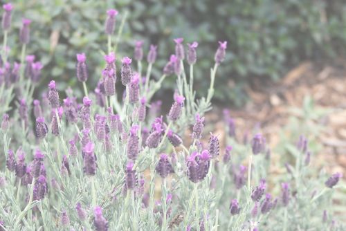 garden flowers nature