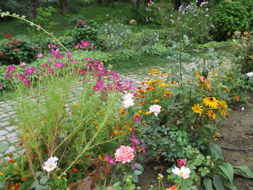 garden flowers autumn