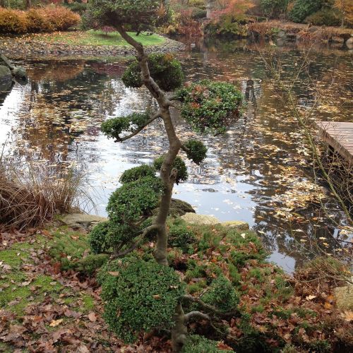 garden japanese wrocław