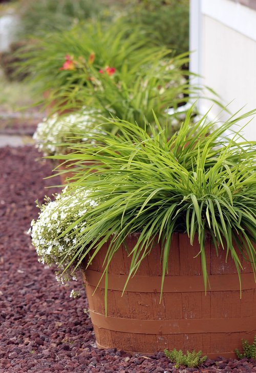 garden barrels  plants  flowers