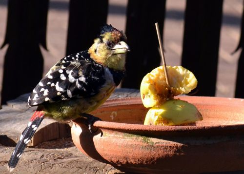 garden bird food apple