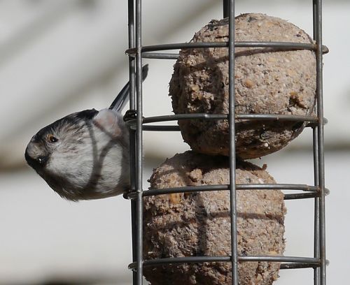 garden birds feeding nature